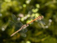 Sympetrum striolatum 77, Bruinrode heidelibel, tandem, Saxifraga-Bart Heijne : 2024, KNNV, Marknesse, Sympetrum striolatum, Voorsterbos, Waterloopbos, bruinrode heidelibel, excursie, insect, juli, libel, tandem, zomer