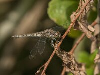 Sympetrum striolatum 81, Bruinrode heidelibel, Saxifraga-Jan van der Straaten