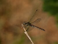 Sympetrum striolatum 84, Bruinrode heidelibel, Saxifraga-Jan van der Straaten