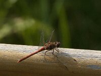 Sympetrum striolatum 90, Bruinrode heidelibel, male, Saxifraga-Jan van der Straaten