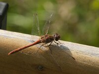 Sympetrum striolatum 91, Bruinrode heidelibel, male, Saxifraga-Jan van der Straaten
