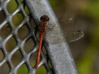 Sympetrum striolatum 93, Bruinrode heidelibel, male, Saxifraga-Jan van der Straaten