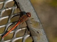 Sympetrum striolatum 94, Bruinrode heidelibel, male, Saxifraga-Jan van der Straaten