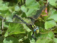 Aeshna cyanea 29, Blauwe glazenmaker, Saxifraga-Tom Heijnen