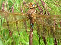 Aeshna grandis 4, Bruine glazenmaker, Saxifraga-Rudmer Zwerver