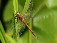 Aeshna isoceles 3, Vroege glazenmaker, Saxifraga-Janus Verkerk