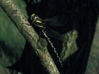 Aeshna juncea 2, Venglazenmaker, male, Vlinderstichting-Tim Termaat