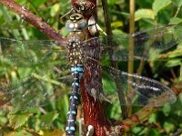 Aeshna mixta 54, Paardenbijter, Saxifraga-Hans Grotenhuis