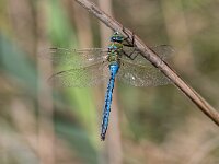 Anax imperator 27, Grote keizerlibel, Saxifraga-Bart Heijne : 2022, M, Spanje, grote keizerlibel, insect, libel, mei, vakantie