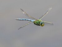 Anax imperator 29, Grote keizerlibel, Saxifraga-Bart Heijne : 2024, Anax imperator, Las Bárdenas Reales, Navarra, Spanje, april, grote keizerlibel, insect, libel, man, vakantie, vliegend, voorjaar