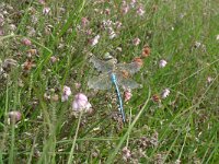 Anax imperator 9, Grote keizerlibel, Saxifraga-Mark Zekhuis
