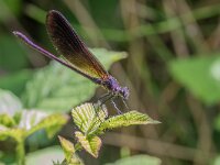 Calopteryx haemorrhoidalis 6, Koperen beekjuffer, Saxifraga-Bart Heijne : 2016, Calopteryx haemorrhoidalis, M, Poboleda, Spanje, insect, koperen beekjuffer, libel, vakantie, voorjaar