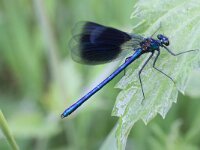 Calopteryx splendens 22, Weidebeekjuffer, Saxifraga-Rutger Barendse