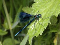 Calopteryx splendens 23, Weidebeekjuffer, Saxifraga-Rutger Barendse