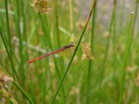 Ceriagrion tenellum 12, Koraaljuffer, Saxifraga-Harry van Oosterhout : insect, libel, koraaljuffwe