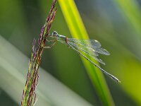 Chalcolestes viridis 57, Houtpantserjuffer, male, Saxifraga-Bart Heijne : 2024, Chalcolestes viridis, Groene Grens, KNNV, Veenendaal, houtpantserjuffer, insect, inventarisatie, juli, libel, man, waterjuffer, zomer