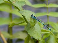 Coenagrion mercuriale 3, Mercuurwaterjuffer, male, Saxifraga-Mark Zekhuis