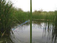 Coenagrion scitulum 2, Gaffelwaterjuffer, Saxifraga-Rob Felix : Animalia, Arthropoda, Insecta, Odonata, Project Natuurbalans, animal, arthropod, dargonfly, dier, dieren, geleedpotige, geleedpotigen, insect, insecten, juffer, libel, libellen