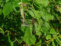 Cordulia aenea 22, Smaragdlibel, Saxifraga-Hans Grotenhuis