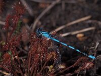 Enallagma cyathigerum 20, Watersnuffel, Vlinderstichting-Ben Prius