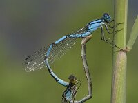 Enallagma cyathigerum 30, Watersnuffel, tandem, Saxifraga-Willem van Kruijsbergen