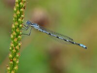 Enallagma cyathigerum 32, Watersnuffel, Saxifraga-Rudmer Zwerver