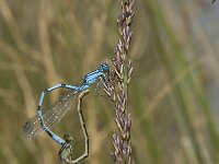Enallagma cyathigerum 45, Watersnuffel, Saxifraga-Jan van der Straaten