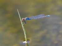 Erythromma viridulum 12, Kleine roodoogjuffer, Saxifraga-Bart Heijne