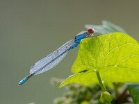 Erythromma viridulum 9, Kleine roodoogjuffer, Saxifraga-Bart Heijne : 2024, Erythromma viridulum, Kekerdom, Millingerwaard, insect, juli, kleine roodoogjuffer, libel, waterjuffer, zomer
