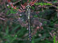 441N_13C, Beekrombout-M- : Beekrombout, Gomphus vulgatissimus, male