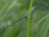 Ischnura elegans 31, Lantaarntje, Saxifraga-Willem van Kruijsbergen