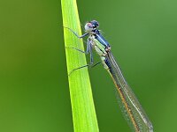 Ischnura elegans 73, Lantaarntje, Saxifraga-Tom Heijnen