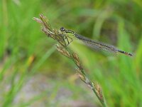 Ischnura elegans 79, Lantaarntje, Saxifraga-Tom Heijnen