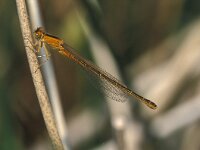 Ischnura pumilio 5, Tengere grasjuffer, female, Saxifraga-Robert Ketelaar