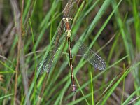 350_31A, Tangpantserjuffer : Tangpantserjuffer, Emerald Spreadwing, Lestes dryas, male