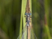 Lestes dryas 33, Tangpantserjuffer, Saxifraga-Willem van Kruijsbergen