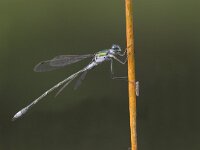 Lestes sponsa 4, Gewone pantserjuffer, male, Saxifraga-Edo van Uchelen