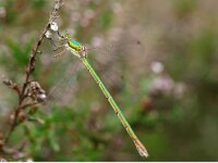 Lestes virens 11, Tengere pantserjuffer, Saxifraga-Rudmer Zwerver