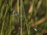 Lestes virens 13, Tengere pantserjuffer, Saxifraga-Peter Meininger