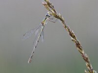 Lestes virens 27, Tengere pantserjuffer, Saxifraga-Luuk Vermeer