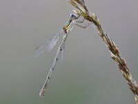 Lestes virens 28, Tengere pantserjuffer, Saxifraga-Luuk Vermeer