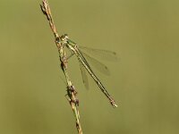 Lestes virens 35, Tengere pantserjuffer, Saxifraga-Luuk Vermeer
