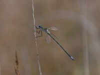 Lestes virens 40, Tengere pantserjuffer, Saxifraga-Luuk Vermeer