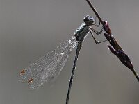 Lestes virens 41, Tengere pantserjuffer, Saxifraga-Luuk Vermeer