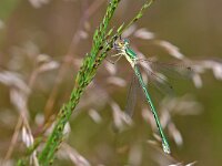 Lestes virens 44, Tengere pantserjuffer, Saxifraga-Tom Heijnen