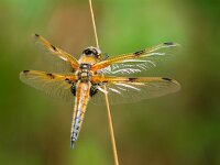 Libellula quadrimaculata 23, Viervlek, Saxifraga-Rudmer Zwerver : algemeen, algemene, close up, ecologie, groen, insect, korenbout, landschap, libel, libelle, libellula, libellula quadrimaculata, macro, natuur, natuurbeheer, natuurbeleid, natuurlijk, natuurlijke, natuurwaarde, omgeving, rust, rustend, viervlek, vrouw, vrouwtje, water, waterkwaliteit