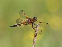 Libellula quadrimaculata 62, Viervlek, Saxifraga-Henk Baptist