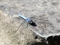 Orthetrum brunneum 12, Zuidelijke Oeverlibel, Saxifraga-Henk Baptist