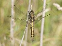 Orthetrum cancellatum 3, Gewone oeverlibel, female, Saxifraga-Willem Jan Hoeffnagel