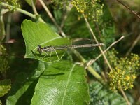 Platycnemis latipes 2, Witte breedscheenjuffer, Saxifraga-Willem Jan Hoeffnagel  Minolta DSC